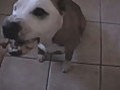 Bronco The Dog | BahVideo.com