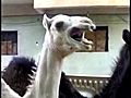 What Happens When You Tickle a Camel  | BahVideo.com