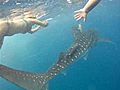 Group Swims With Whale Sharks | BahVideo.com