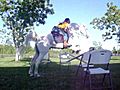 me jumping my arab horse 2ft 7in | BahVideo.com