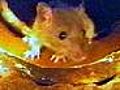 Monster-Ratten: Immun gegen Rattengift | BahVideo.com