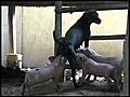 Black dog gives breast-feeding to white baby pigs  | BahVideo.com