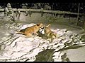 Doggies In The Snow | BahVideo.com