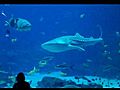 Georgia Aquarium - Ocean Voyager Tunnel - Part 2 | BahVideo.com