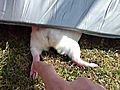 snoozing guinea pig | BahVideo.com