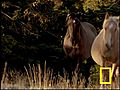Wild Horses Kick Butt | BahVideo.com