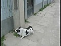 Dog Climbs Fence Like a Boss  | BahVideo.com