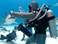 Swimming With Sharks | BahVideo.com