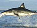 Shark Week Anatomy of an Attack | BahVideo.com