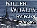 Killer Whales Wolves of the Sea | BahVideo.com