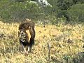 Kariega lion making a flehmens grimace | BahVideo.com