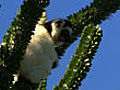 Madagascar mystery | BahVideo.com