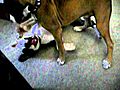 doggie fight | BahVideo.com