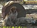 Japanese dog won t leave friend | BahVideo.com