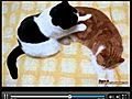 Kitty Massage Kitty gives another kitty a special massage  | BahVideo.com