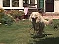 How To Stop A Dog Jumping Up | BahVideo.com