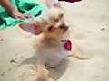 Chihuahua Dog and Chihuahua Puppy Pictures | BahVideo.com