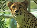 Cheetah Ultrasound at The Safari Park | BahVideo.com