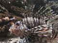 Lionfish Close-up HD video | BahVideo.com