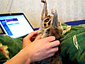 Tickling A Slow Loris | BahVideo.com