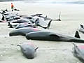 107 whales die in New Zealand | BahVideo.com