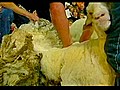 Shrek the sheep dies | BahVideo.com