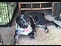 Casita Big Dog Rescue More about Cleo amp Marlie | BahVideo.com