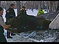 Moose captured in Regina | BahVideo.com