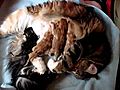 Titran s Rosalina breast feeding her little babies  | BahVideo.com