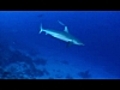  Biotiful Planete un documentaire WWF | BahVideo.com