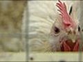 Chickens that cannot spread bird flu | BahVideo.com