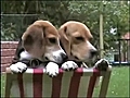 Tierisch cool - die Trickdog Beagles  | BahVideo.com