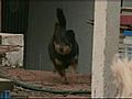 Hiker Finds Dog Left To Die | BahVideo.com