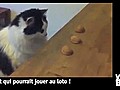Vid o Buzz Le chat qui joue aux jeux de hasard  | BahVideo.com