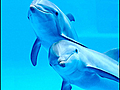 Sochi s Dolphins get big boost | BahVideo.com