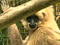 Gibbons | BahVideo.com