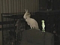 Snowball - Our Dancing Cockatoo with Gecko | BahVideo.com