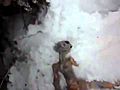 Alien Body Discovered In Buryatia Russia April 2011 flv video | BahVideo.com