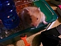 My Hamster Movie | BahVideo.com