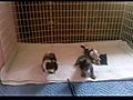 Baby kittens  | BahVideo.com