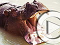 Planet 100 Zoo Animals On The Menu 5 26  | BahVideo.com
