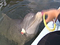 Dolphin see dolphin do | BahVideo.com