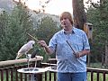 Parrot behavior tips bond with your bird | BahVideo.com