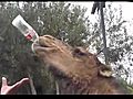 This camel is just chugging a Coke and  | BahVideo.com