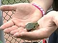 Tiny Turtle Is Big Luck For Baseball Team | BahVideo.com
