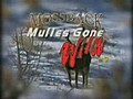 Mulies Gone Wild Vol 3 hunting mule deer | BahVideo.com