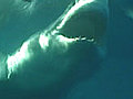 Shark Danger | BahVideo.com