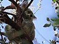 Learn About Koalas | BahVideo.com