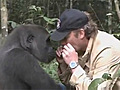 Man s reunion with a gorilla | BahVideo.com