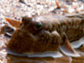 Mudskippers Walking Fish | BahVideo.com